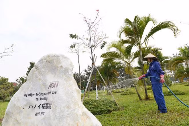 Đến công viên Hòa Bình, người dân thường gặp hình ảnh công nhân đang chăm sóc những cây hoa đến từ đất nước mặt trời mọc.
