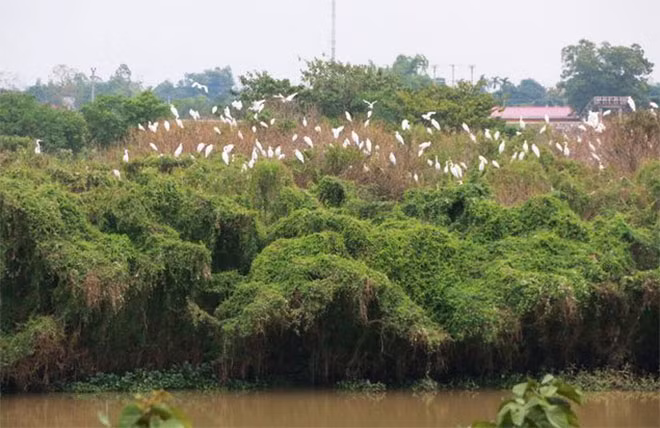 Bãi bồi trở thành ngôi nhà an toàn cho hàng nghìn con cò trú ẩn. Bãi bồi trở thành ngôi nhà an toàn cho hàng nghìn con cò trú ẩn.