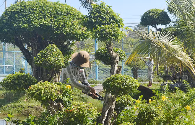 Các phạm nhân đang cắt tỉa lại cây chuẩn bị đón Tết Nguyên đán.