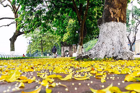 Mùa hoa sấu rụng. Ảnh: L.G.