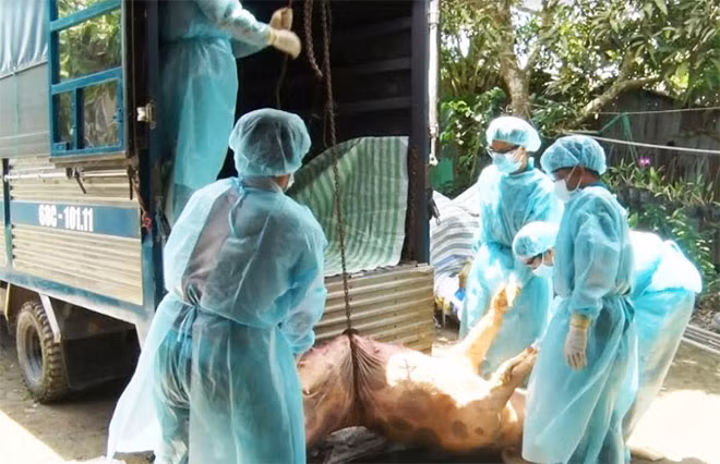 Vận chuyển heo bị bệnh tại huyện Tân Hiệp đi tiêu hủy vào ngày 24-5.
