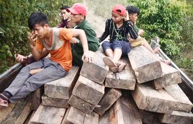 Có 42 cây gỗ gồm gỗ táu, trâm, trơng, lội, bộp đã bị chặt hạ.