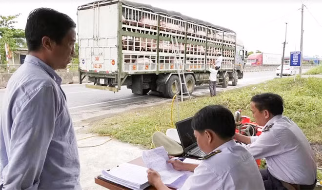 Các lực lượng thuộc Chi cục Chăn nuôi- Thú y, Chi cục Quản lý thị trường, Sở Tài nguyên và Môi trường tỉnh Quảng Trị đã thực hiện chặt chẽ công tác kiểm dịch động vật.