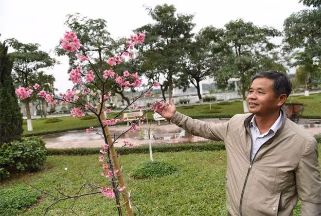 Người dân Thủ đô thích thú ngắm hoa anh đào.