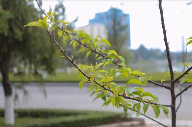 Do hợp thổ nhưỡng và được chăm sóc cẩn thận, cây hoa anh đào sinh trưởng tốt.