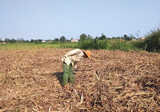 Nhiều diện tích mía héo khô bỏ nằm la liệt.