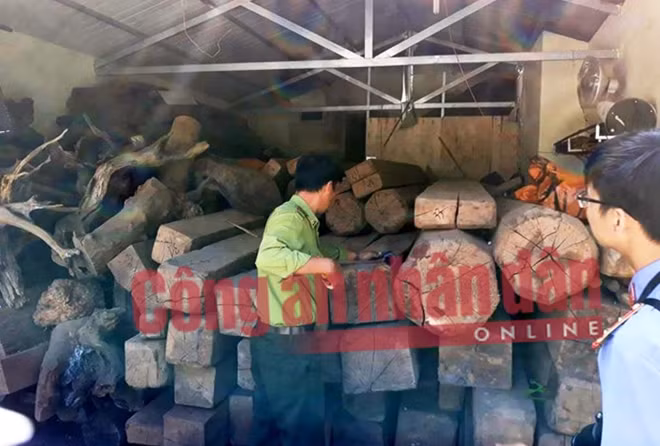 Bên ngoài và trong nhà đối tượng Nguyễn Thanh Tuân có rất nhiều gỗ quý.