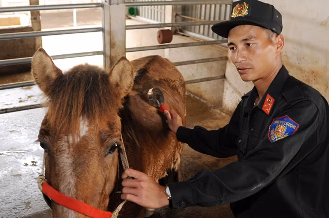 Công việc huấn luyện diễn ra từ 8h đến 10h30 thì nghỉ, cho ngựa ăn. Sau giờ ăn cơm và nghỉ trưa của cán bộ thì từ 14h đến 16h, ngựa tiếp tục được huấn luyện, kết thúc sẽ là tắm rửa và ăn bữa chiều. Cán bộ chơi thể thao, vệ sinh cá nhân và ăn tối, đến 20h lại cho ngựa ăn đêm rồi mới được nghỉ ngơi.
