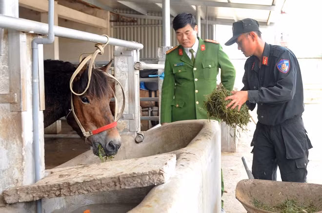 Theo Đại tá Nguyễn Huy Hạnh, Trưởng Phòng Hướng dẫn, sử dụng động vật nghiệp vụ, Bộ Tư lệnh CSCĐ, kiêm Đoàn CSCĐ Kỵ binh, đối với ngựa cũng như với chó, cần phải kiên trì huấn luyện để thành thục, tạo ra những phản xạ có điều kiện. Nếu so sánh với chó thì nghề huấn luyện ngựa vất vả hơn nhiều. Ngựa ăn đến 5 bữa, mỗi con nặng từ 300-400kg, trong khi lượng thức ăn hằng ngày chiếm 10% trọng lượng cơ thể nên chất thải cũng rất lớn.
