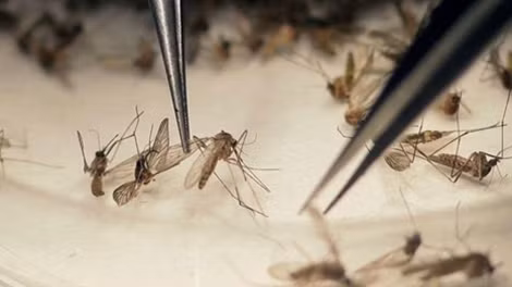 Hầu hết muỗi đốt chính là nguyên nhân gây ra bệnh dịch Zika nhưng ở một số nước,virus này còn có khả năng lây lan qua con đường tình dục.