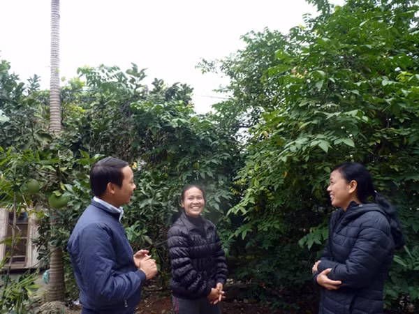 Chị Xuân và chị Mười (thị trấn Hùng Sơn) trao đổi kỹ thuật trồng bưởi.
