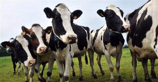 Một đàn bò Holstein đã bị Thổ Nhĩ Kỳ trục xuất về Hà Lan