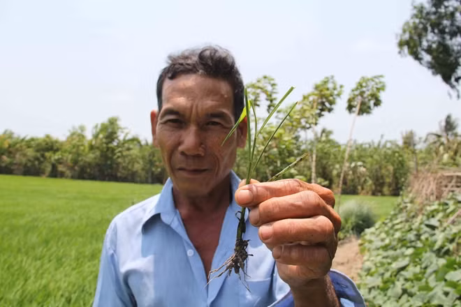 Ông Tám (ngụ xã Vị Bình, huyện Vị Thủy, Hậu Giang) đã nhận tiền đặt cọc mua lúa non của "cò", khi lúa chỉ mới gieo mạ được khoảng 10 ngày.
