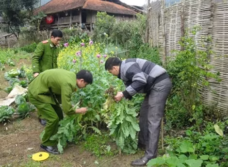 Lực lượng chức năng nhổ bỏ cây thuốc phiện trồng trái phép.