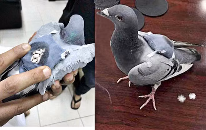 Con chim bồ câu trên lưng mang chiếc túi nhỏ chứa ma túy