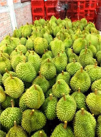 Sầu riêng xanh và non được thu mua đồng loạt về nhúng hóa chất đợi chín.