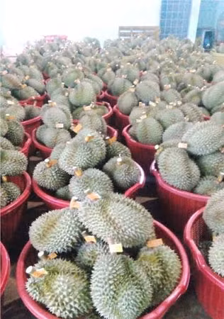 Sầu riêng đã được nhúng hóa chất đợi chín.