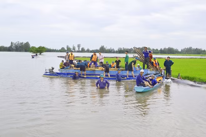 Ngành chức năng cùng bà con nông dân đang nỗ lực để gia cố bờ bao "cứu lúa".