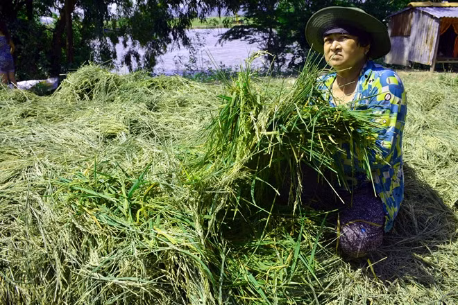Giá lúa non được thương lái thu mua từ 1800 - 2000 đồng/kg, nhiều nông dân lỗ nặng.