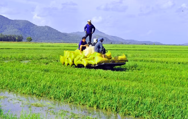 Bà con nhân dân thuê nhân công giá cao để thu hoạch lúa non.