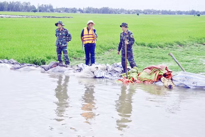 Mực nước dâng cao bất ngờ khiến hàng ngàn hecta lúa vụ 3 bị uy hiếp.