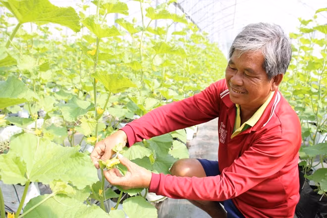 Lĩnh vực nông nghiệp ứng dụng công nghệ cao được xem là thế mạnh của tỉnh An Giang.
