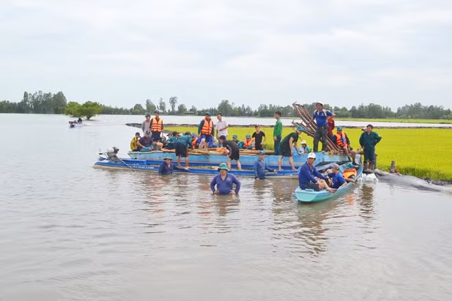 Nhiều diện tích lúa có nguy cơ bị ngập úng.