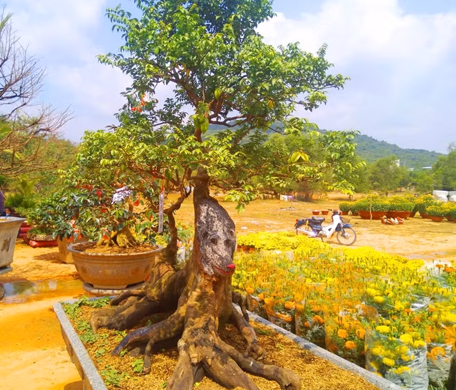 Độc đáo cây khế có hình dáng con chó.