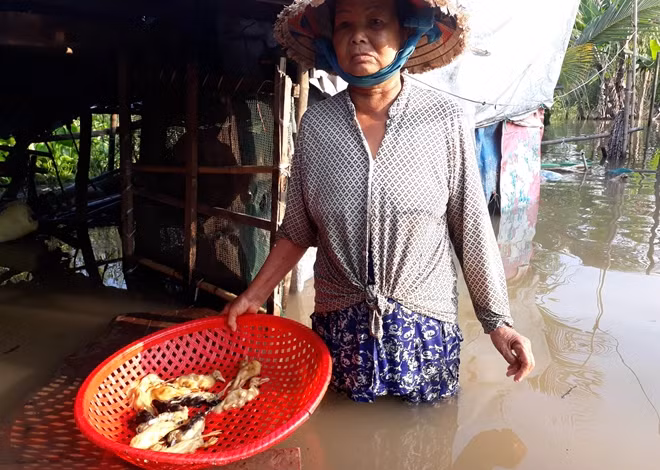 Đàn vịt, gà của bà Trần Cẩm Vân bị chết do nước ngập.