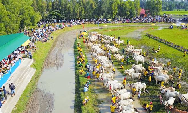 Hàng ngàn khán giả trong và ngoài tỉnh An Giang đến cổ vũ ngày hội đua bò Bảy Núi.