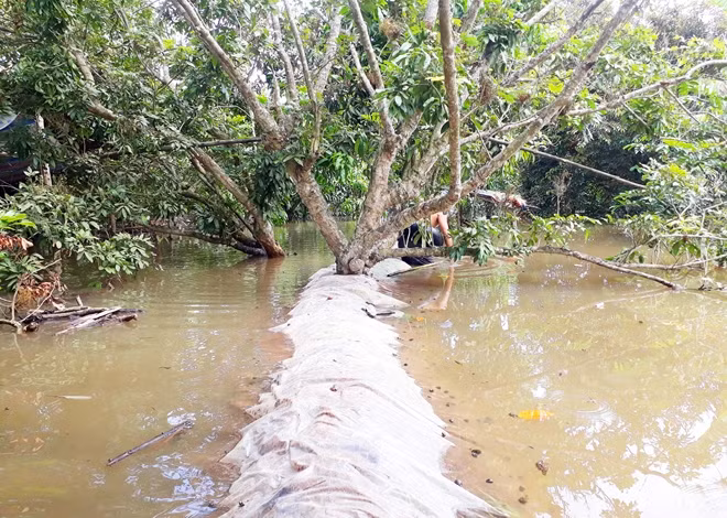 Đê bao của nông dân bị nước tràn.