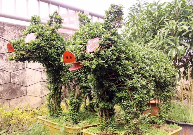 Mỗi cặp kiểng tạo hình heo từ cây trang bông vàng có giá từ 20-30 triệu đồng.