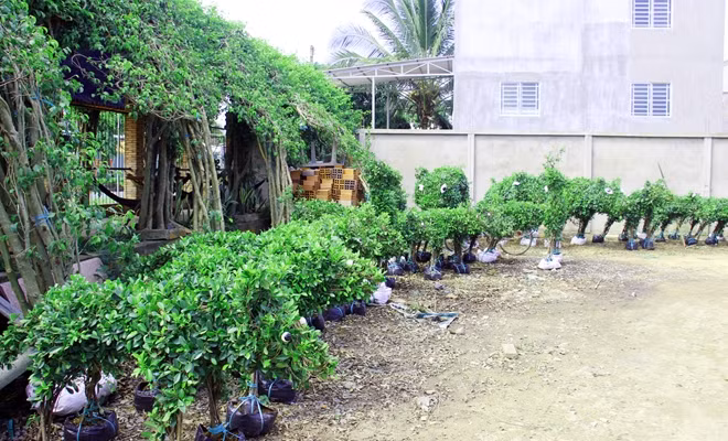 Nghệ nhân Năm Công chọn cây si để sản xuất kiểng hình heo.