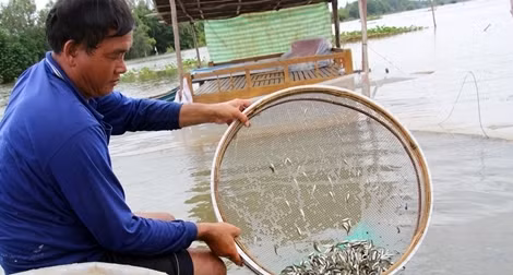 Vui buồn mùa nước nổi miền Tây ảnh 6