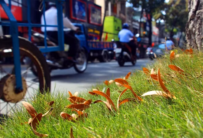 Tất cả đã điểm tô thêm cho bức tranh ngày hè trên phố Tây Đô.