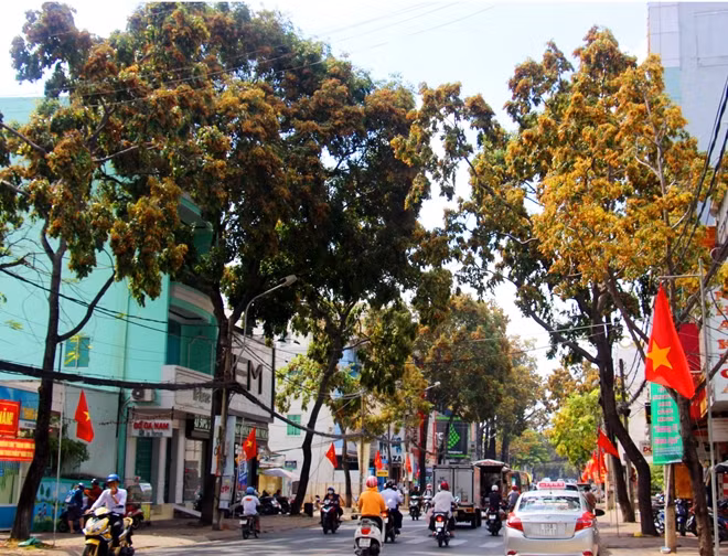 Những tuyến đường trên phố Cần Thơ rợp bóng những hàng dầu.