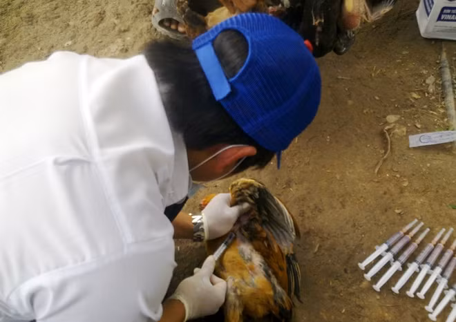 Tăng cường công tác giám sát tình hình bệnh cúm.