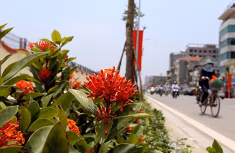 Ven vỉa hè thuộc phía Bộ Quốc phòng, nhiều loại hoa màu sắc tươi sáng đang nở rộ.