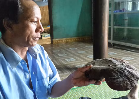 Ông Hồ Văn Nục với một tai nấm lim xanh “tiền triệu” được hái từ rừng sâu.