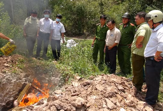 Cơ quan chức năng thị xã Tân Châu tiêu hủy gần nửa tấn da heo bốc mùi.