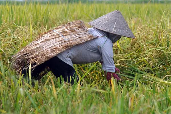 Nông dân khoác áo tơi để tránh ánh nắng trên cánh đồng thuộc huyện Phúc Thọ, ngoại thành Hà Nội.