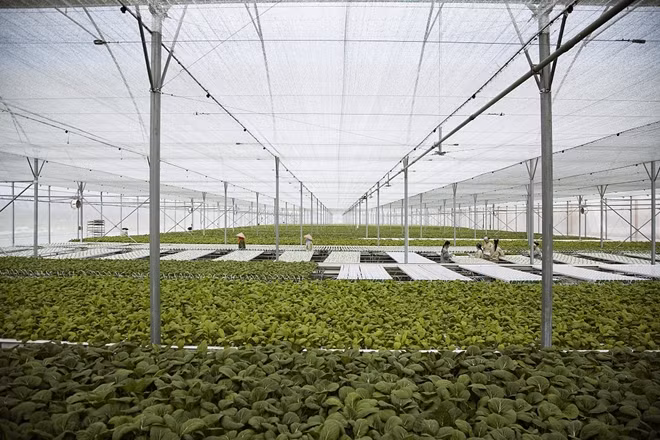 Tổng diện tích sản xuất của VinEco lên đến gần 3000 ha, trong đó đã đưa vào canh tác gần 1.000 ha trên toàn hệ thống.