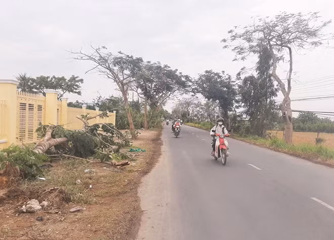 Khu vực cây phượng đổ lên người khiến chị Hân tử vong.