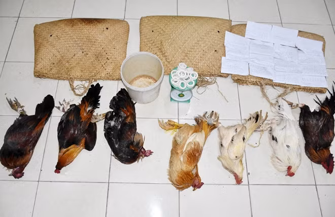 Các đối tượng đá gà ăn tiền tại TP Bạc Liêu cùng tang vật.