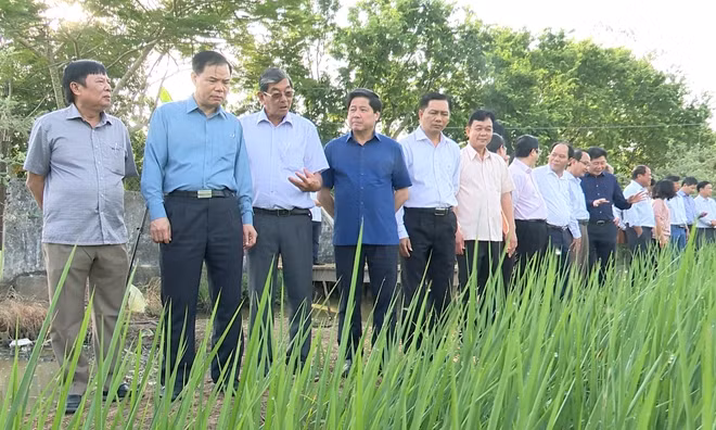 Các đại biểu tham quan cánh đồng lúa ST25 của kỹ sư Hồ Quang Cua.