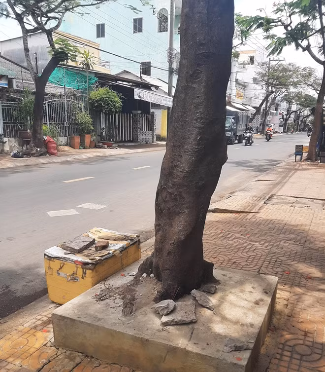 Trên địa bàn TP Sóc Trăng có nhiều cây phượng lão, tiềm ẩn nguy cơ ngã đổ khi có mưa to gió lớn.