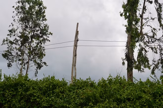 Cột điện bằng cây bạch đàn, tiềm ẩn nguy cơ mất an toàn về điện.
