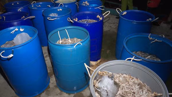 Số tôm chứa tạp chất.