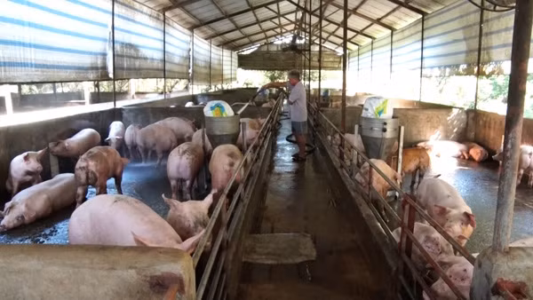 Thời điểm giá lợn thịt tăng cao, nhiều hộ chăn nuôi bị trống chuồng hoặc chưa đến kỳ xuất bán.