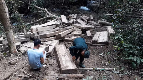 La liệt gỗ lậu được tập kết dọc bờ suối.